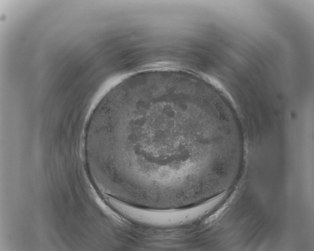 X0000064771421200602171813