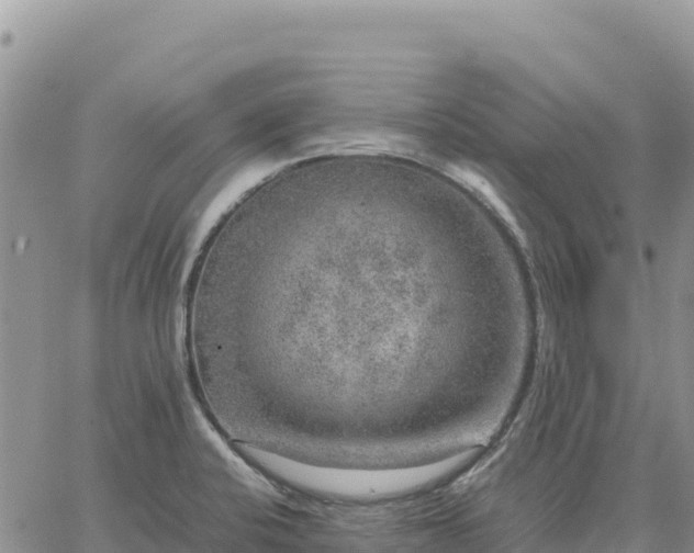 X0000064771424200602171813