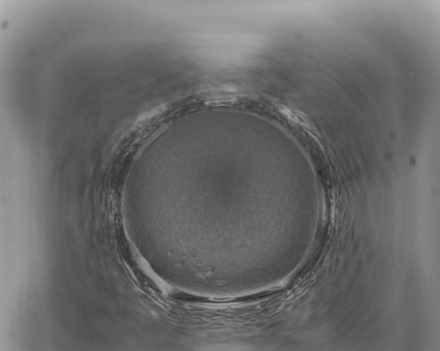 X0000064771445200602171812