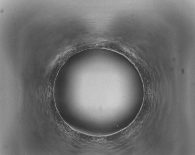 X0000064771447200602171812