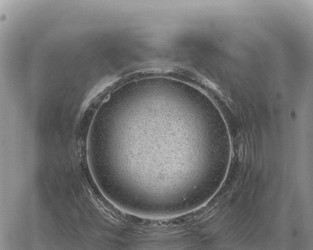 X0000064771448200602171812