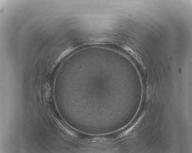 X0000064771449200602171812