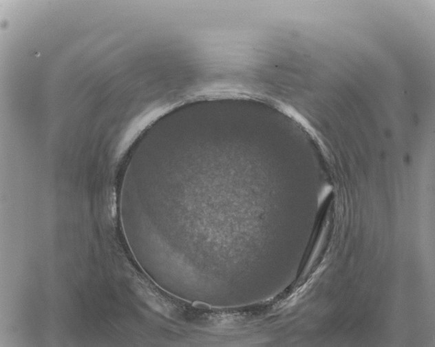 X0000064771461200602171812