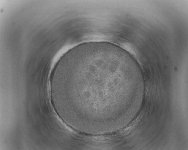 X0000064771472200602171812