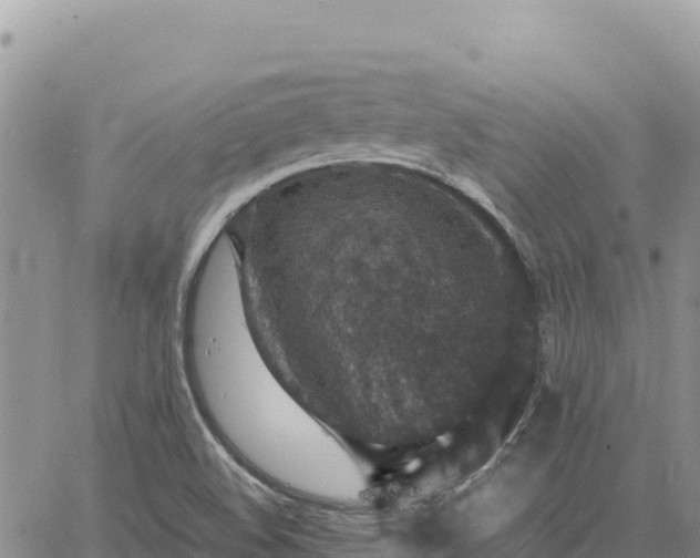 X0000064771508200602171811