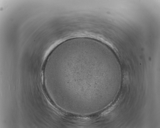 X0000064771509200602171811