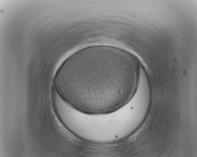 X0000064771514200602171811