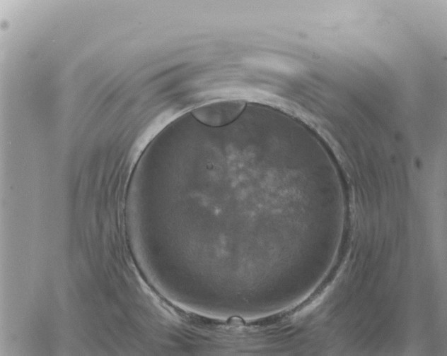 X0000064771529200602171811