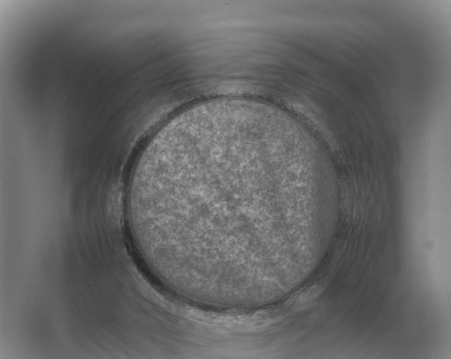 X0000064770016200602242011