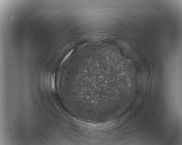 X0000064770046200602242011