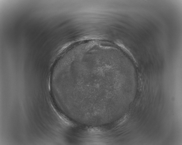 X0000064770062200602242010