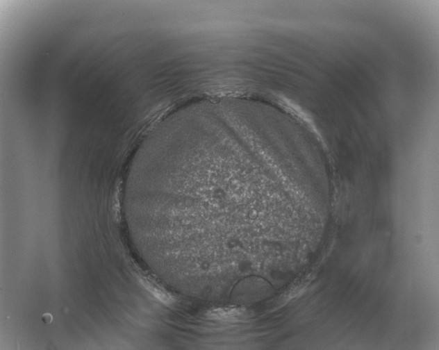 X0000064770065200602242010