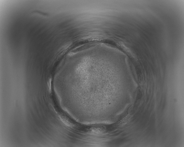 X0000064770070200602242010