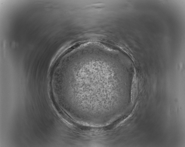 X0000064770101200602242009