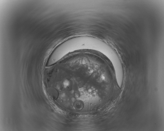 X0000064770145200602242007