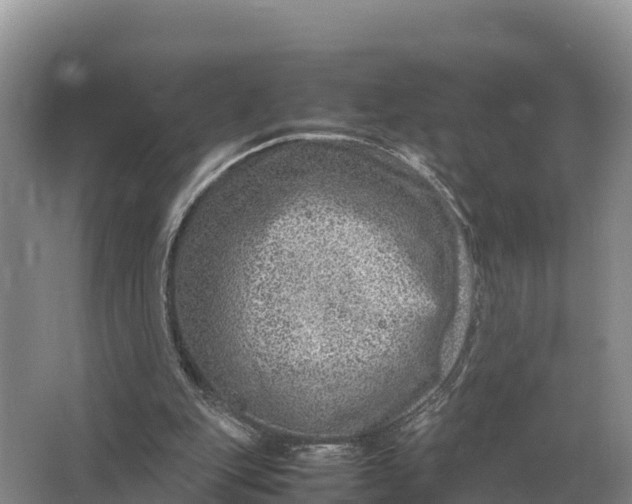 X0000064770151200602242007