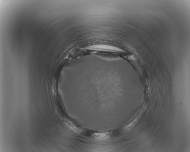 X0000064770170200602242007