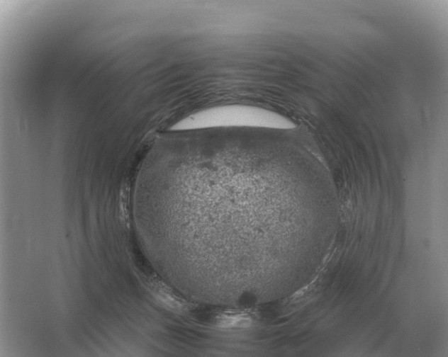 X0000064770175200602242008