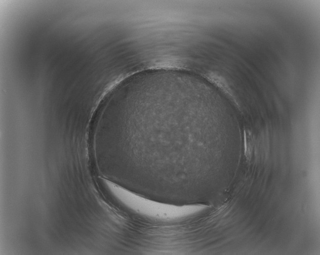 X0000064770204200602242007