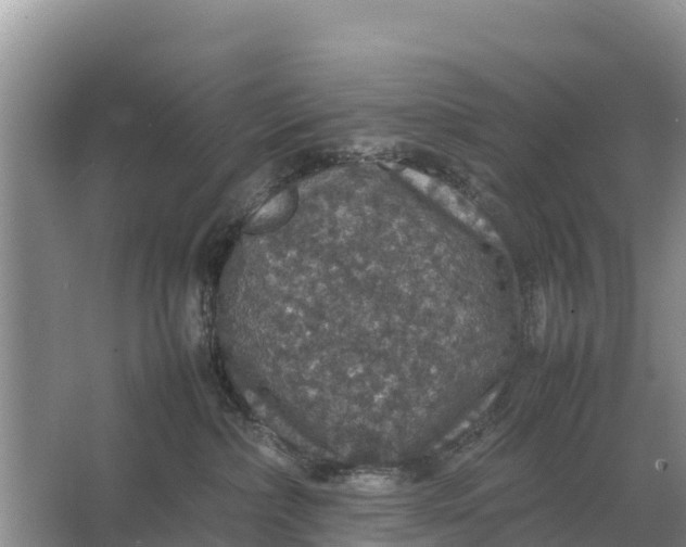 X0000064770236200602242006