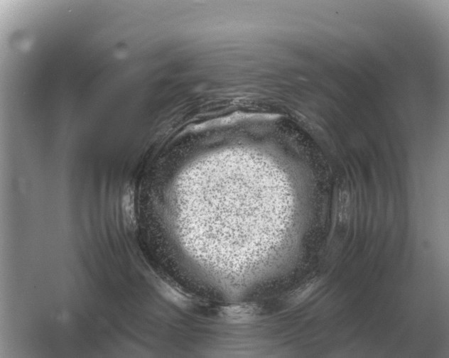 X0000064770238200602242006