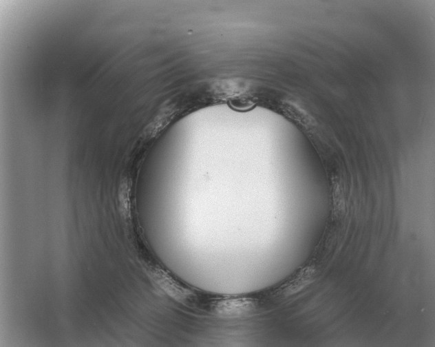 X0000064770274200602242005