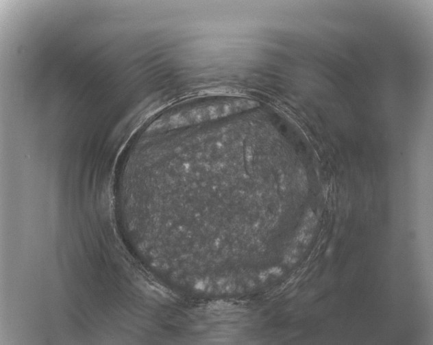 X0000064770290200602242004