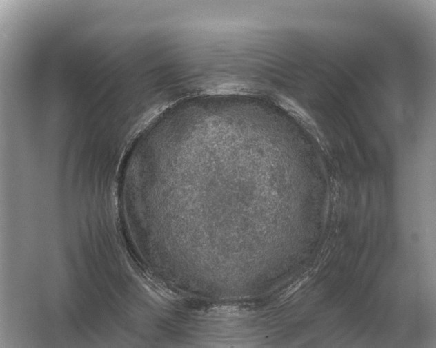 X0000064770298200602242004