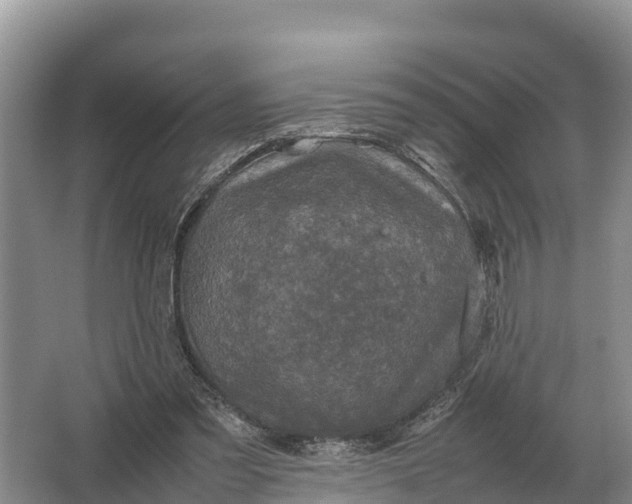 X0000064770301200602242004