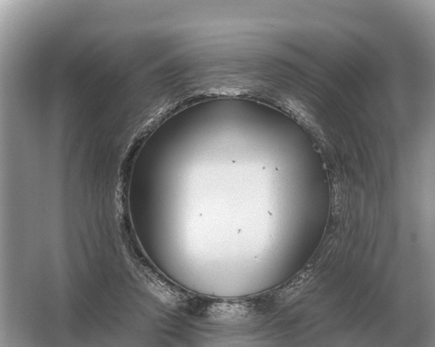 X0000064770354200602242002