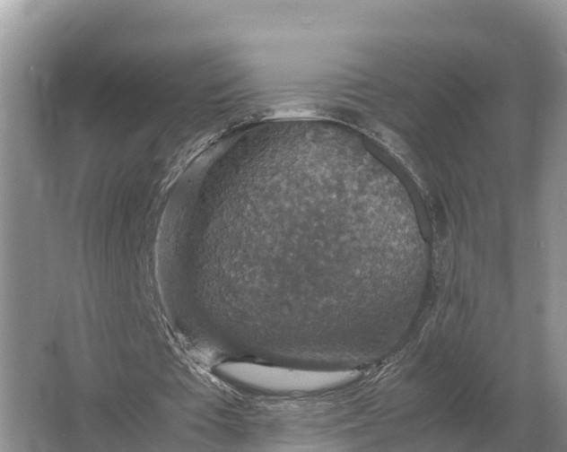 X0000064770385200602242002