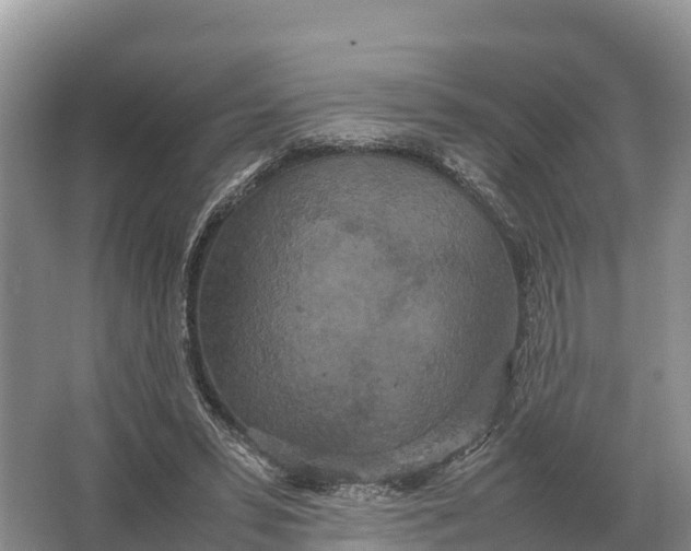 X0000064770399200602242002