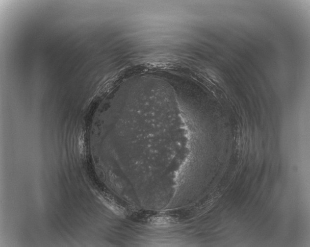 X0000064770408200602242001