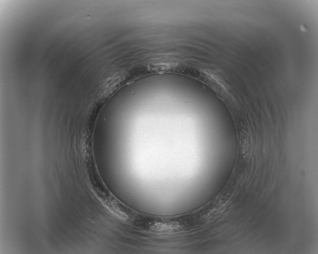 X0000064770455200602242000