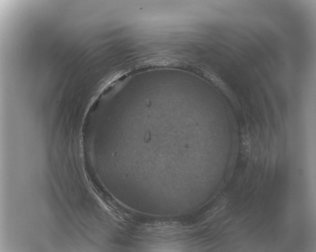 X0000064770626200602241955