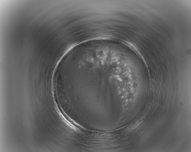 X0000064770851200602241951