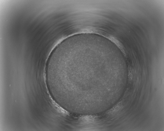 X0000064770950200602241948