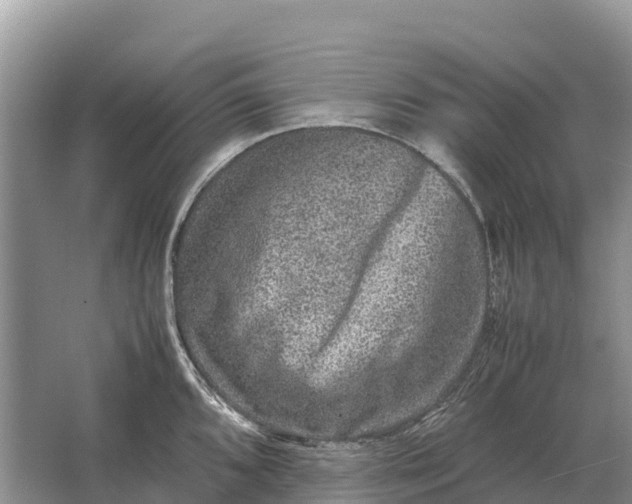 X0000064771096200602241944