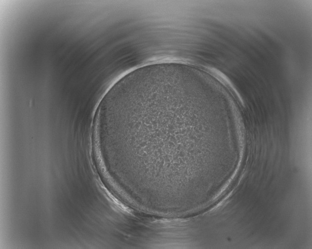 X0000064771244200602241941