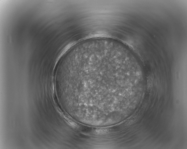 X0000064771274200602241939