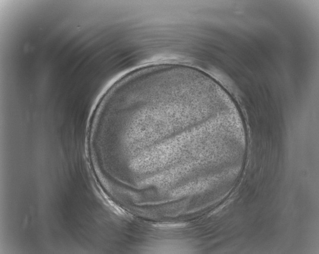 X0000064771296200602241939