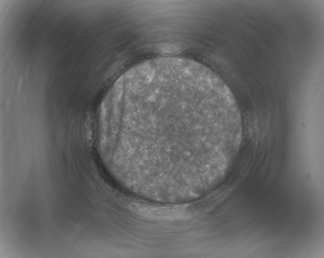 X0000064770032200603031837