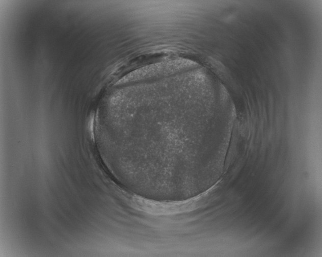 X0000064770047200603031837