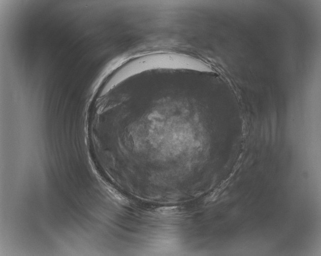 X0000064770054200603031836