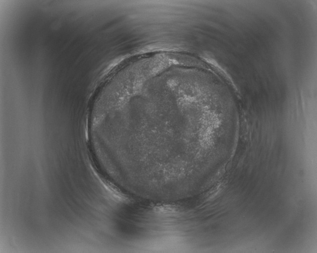 X0000064770062200603031836