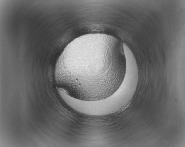 X0000064770078200603031836