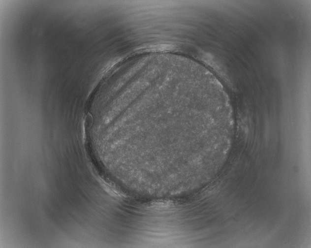 X0000064770110200603031836