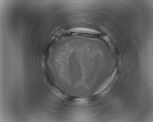 X0000064770170200603031835