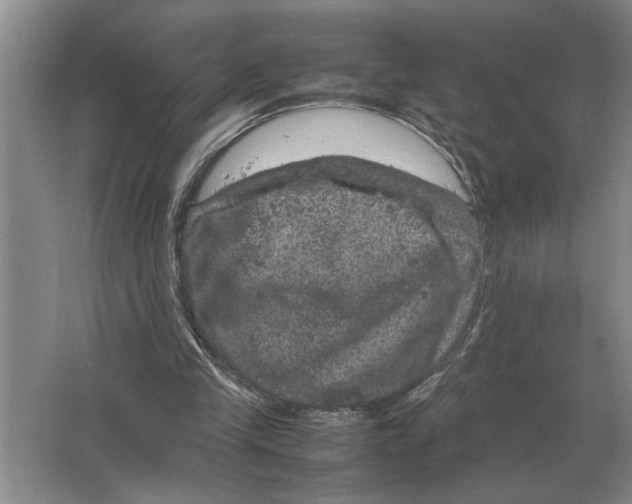 X0000064770245200603031833