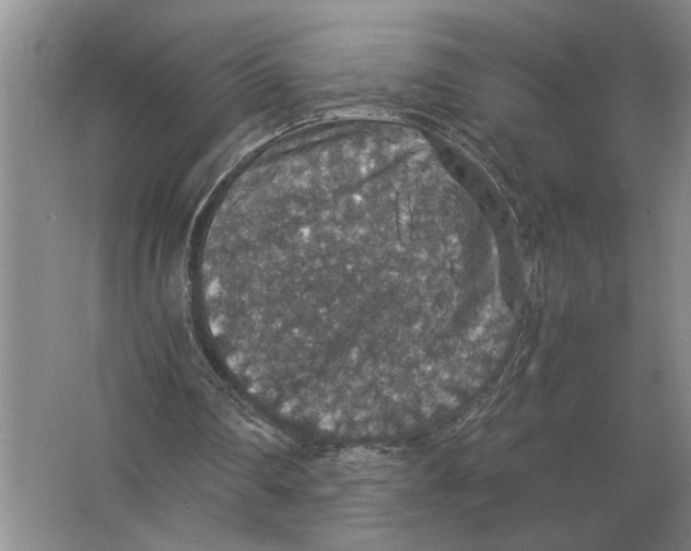 X0000064770290200603031832